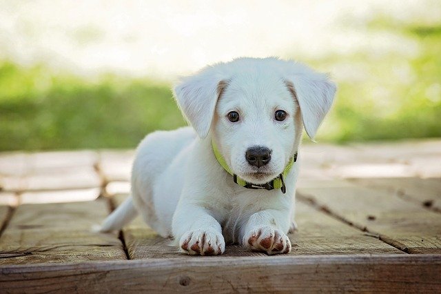 Jonge hond Jonge Hond